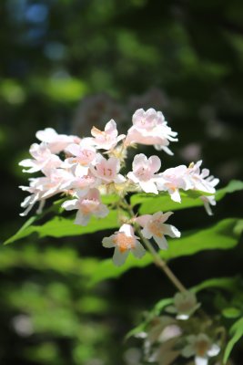 Kolkwitzia amabilis - kolkwitzie krásná - květenství